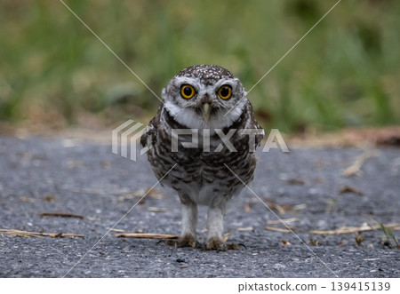 Spotted owlet (Athene brama) It is a type of bird of prey such as an owl. that can be found in Thailand 139415139