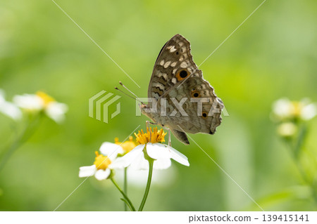 The Lemon Pansy (Junonia lemonias) Male and female butterflies have brown wings, orange eye spots, and faded yellow spots.spread on front wings The back wings have clearly visible eye spots. The Lemon Pansy (Junonia lemonias) Male and female butterflies have brown wings, orange eye spots, and faded yellow spots.spread on front wings The back wings have clearly visible eye spots. 139415141