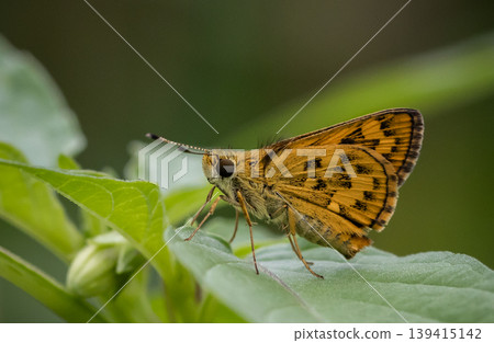 Hesperiidae It's a macro photography of insects. Hesperiidae It's a macro photography of insects. 139415142