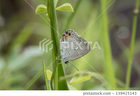 The Peablue Lampides boeticus (Linnaeus,1767) on the green leaf macro shot. The Peablue Lampides boeticus (Linnaeus,1767) on the green leaf macro shot. 139415143