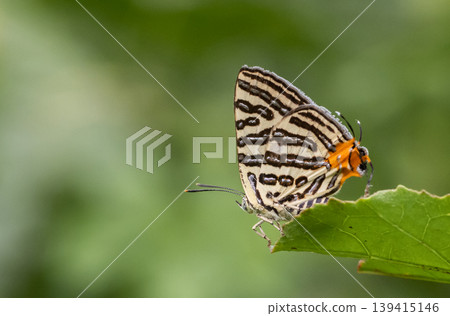 Spindasis syama terana (Club Silverline) on the green leaf macro shot. 139415146