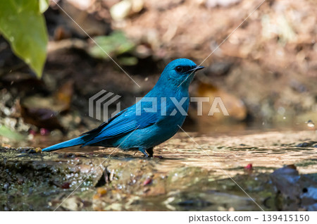 verditer flycatcher ( eumyias thalassinus) A unique bird with a bright blue color. Males have a black stripe at the corner of their eyes. Females are lighter in color. verditer flycatcher ( eumyias thalassinus) A unique bird with a bright blue color. Males have a black stripe at the corner of their eyes. Females are lighter in color. 139415150