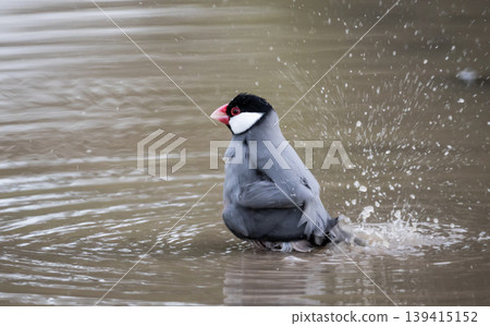 Java Sparrow (Lonchura oryzivora) standing in shallow water. Java Sparrow (Lonchura oryzivora) standing in shallow water. 139415152
