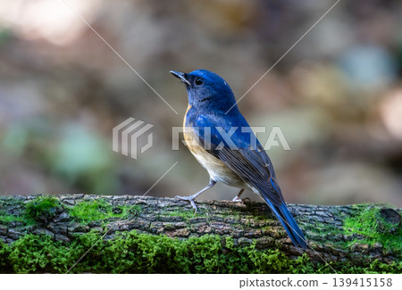 Chinese blue flycatcher (Cyornis glaucicomans) It is another bird with beautiful colors. 139415158