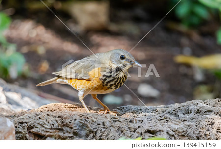 Grey-backed thrush It is a migratory bird escaping the cold weather and wandering into Thailand. Grey-backed thrush It is a migratory bird escaping the cold weather and wandering into Thailand. 139415159