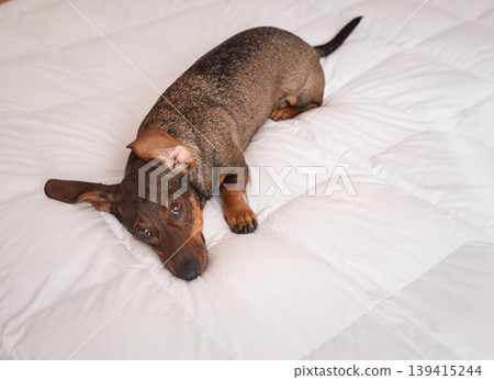 Beautiful cute brown long haired dachshund dog lying on the white bed Beautiful cute brown long haired dachshund dog lying on the white bed 139415244