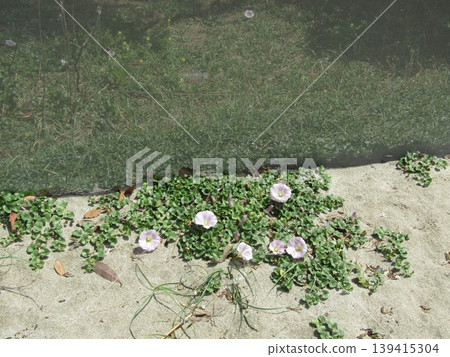 The pink flowers of the beach morning glory have begun to bloom. The pink flowers of the beach morning glory have begun to bloom. 139415304