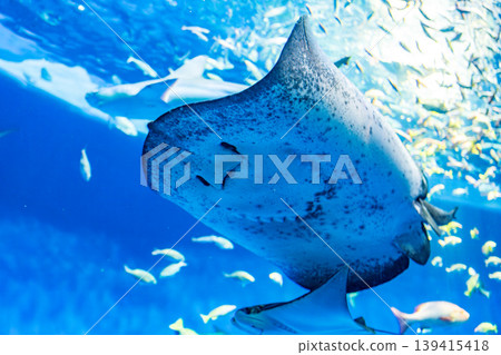 Stingray's belly fan service Stingray's belly fan service 139415418