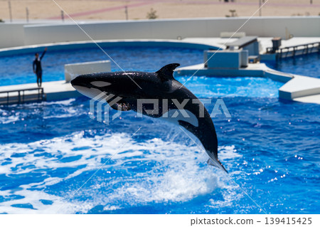 Killer whale to jump Killer whale to jump 139415425