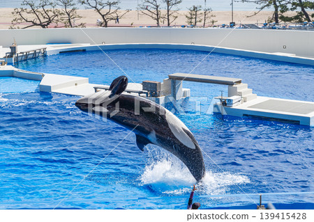 Orca's backflip Orca's backflip 139415428