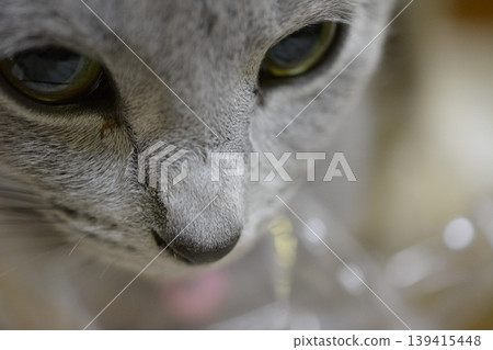 A cat staring at you A cat staring at you 139415448