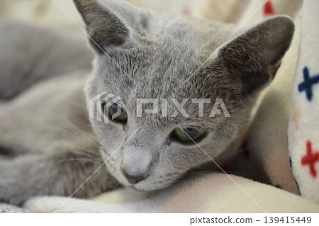 A cat staring at you A cat staring at you 139415449