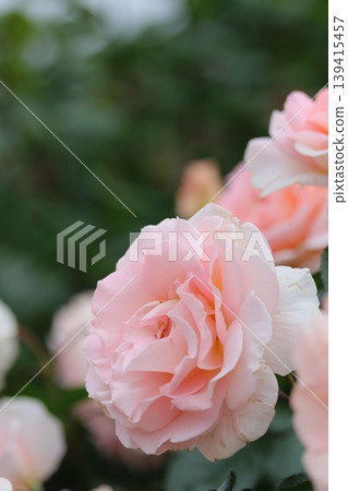 Close-up of a pale pink rose Close-up of a pale pink rose 139415457