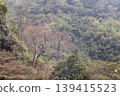 In the muted light of a hazy afternoon, layers of dense, mixed forest descend into a steep valley. Gnarled, leafless branches of a prominent deciduous tree reach out like skeletons against the greener 139415523