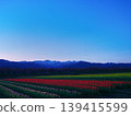 View of Mt. Asahi and the crescent moon from the tulip fields of Funakawa's "Spring Quartet" at dawn. 139415599