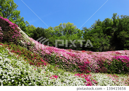 鳴川公園和杜鵑花園的景色（大阪） 139415656