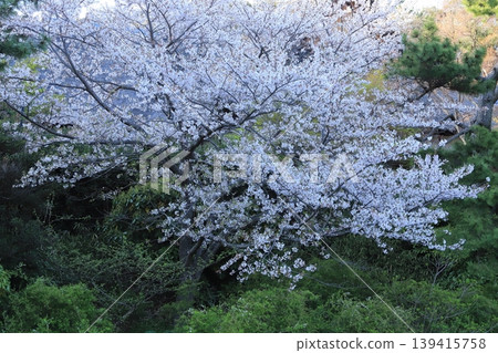 櫻花微風公園 139415758