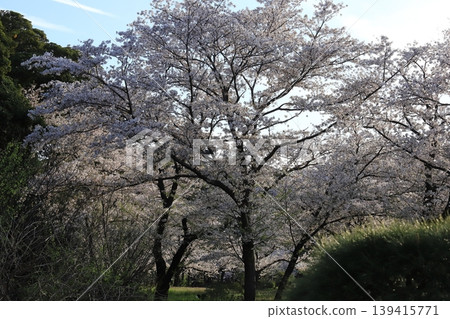 櫻花微風公園 櫻花微風公園 139415771