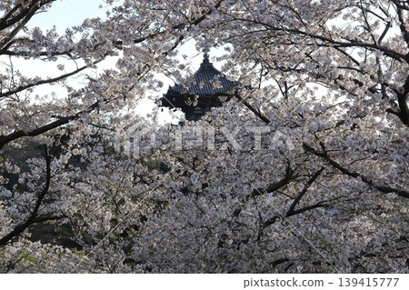 櫻花微風公園 櫻花微風公園 139415777