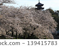 櫻花微風公園 139415783