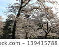 櫻花微風公園 139415788