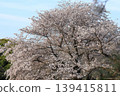 櫻花微風公園 139415811