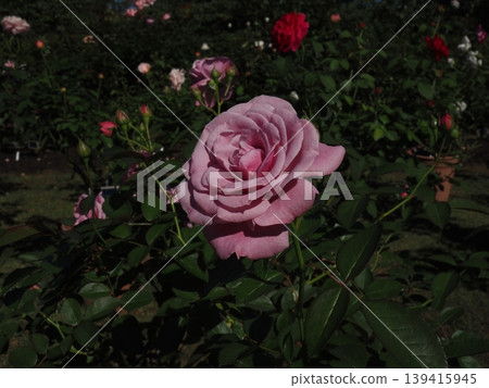 A close-up of a beautiful pink rose, taken in October in a rose garden, with the soft bokeh effect of a prime lens. A close-up of a beautiful pink rose, taken in October in a rose garden, with the soft bokeh effect of a prime lens. 139415945