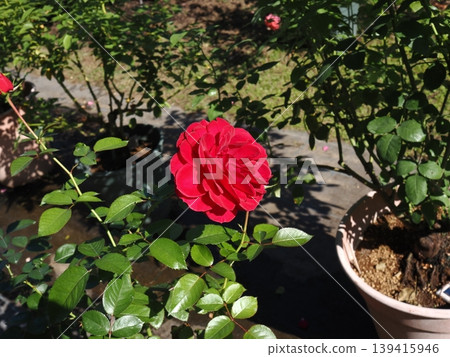 A close-up of a potted red rose blooming vividly in the autumn sunlight, taken at a rose garden in Yamaguchi Prefecture. A close-up of a potted red rose blooming vividly in the autumn sunlight, taken at a rose garden in Yamaguchi Prefecture. 139415946