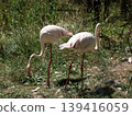 Flamingo  139416059