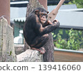 Chimpanzee 139416060