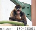 A monkey 139416061