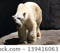 Polar bears 139416063