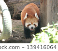 Lesser panda 139416064