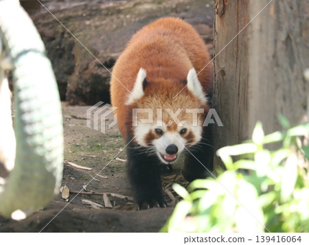 Lesser panda Lesser panda 139416064