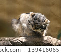 Cat  139416065