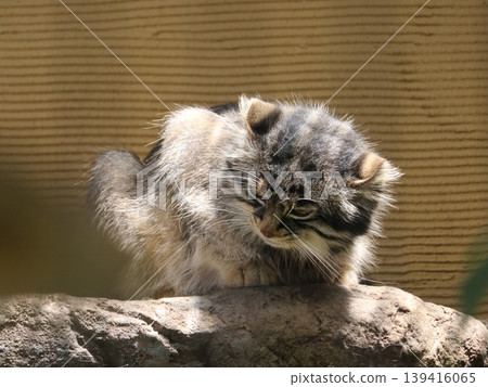 Cat Cat 139416065