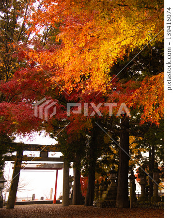 Autumn leaves at Tsumita Shrine, Nabari City, Mie Prefecture 139416074