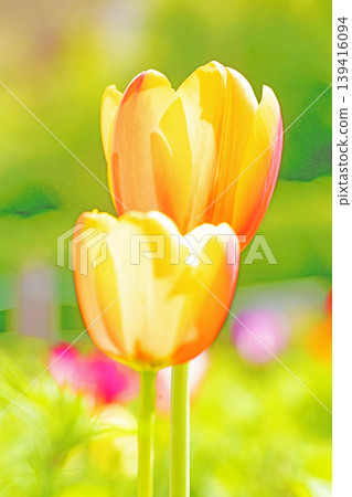 The wildflowers around the house change with the seasons, and beautiful tulips have bloomed in the flower fields of the agricultural park. The wildflowers around the house change with the seasons, and beautiful tulips have bloomed in the flower fields of the agricultural park. 139416094
