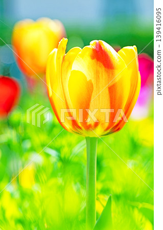 The wildflowers around the house change with the seasons, and beautiful tulips have bloomed in the flower fields of the agricultural park. The wildflowers around the house change with the seasons, and beautiful tulips have bloomed in the flower fields of the agricultural park. 139416095