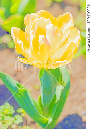 The wildflowers around the house change with the seasons, and beautiful tulips have bloomed in the flower fields of the agricultural park. The wildflowers around the house change with the seasons, and beautiful tulips have bloomed in the flower fields of the agricultural park. 139416096