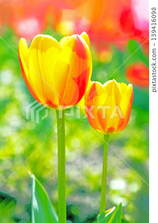 The wildflowers around the house change with the seasons, and beautiful tulips have bloomed in the flower fields of the agricultural park. The wildflowers around the house change with the seasons, and beautiful tulips have bloomed in the flower fields of the agricultural park. 139416098