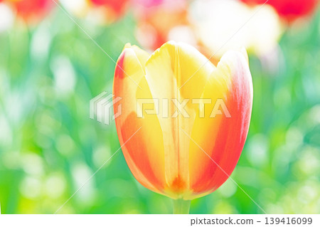 The wildflowers around the house change with the seasons, and beautiful tulips have bloomed in the flower fields of the agricultural park. The wildflowers around the house change with the seasons, and beautiful tulips have bloomed in the flower fields of the agricultural park. 139416099