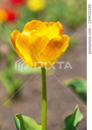 The wildflowers around the house change with the seasons, and beautiful tulips have bloomed in the flower fields of the agricultural park. The wildflowers around the house change with the seasons, and beautiful tulips have bloomed in the flower fields of the agricultural park. 139416100