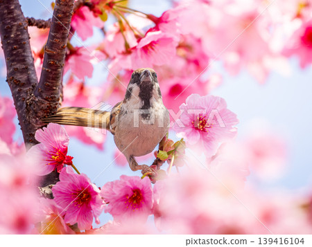 Cherry tree and sparrow 139416104
