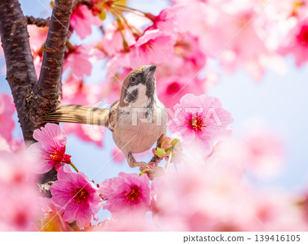 Cherry tree and sparrow 139416105