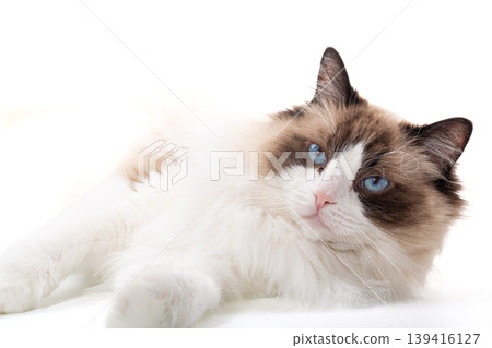 beautiful longhair cat with blue eyes sitting on white background beautiful longhair cat with blue eyes sitting on white background 139416127