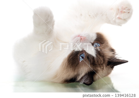 beautiful longhair cat with blue eyes sitting on white background beautiful longhair cat with blue eyes sitting on white background 139416128