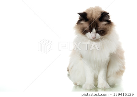 adorable fluffy cat with blue eyes studio isolated minimal style 139416129