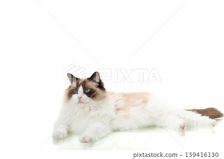 long haired cat with soft fur isolated on white background 139416130