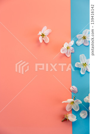 apple blossoms scattered on pastel background creative flat lay style apple blossoms scattered on pastel background creative flat lay style 139416142